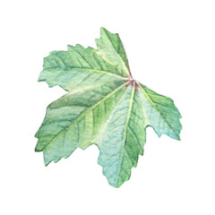 Watercolor leaves malva isolated on white background. Hand-drawn green carved summer or spring leaf. Creative branch for invite card wedding celebration and sticker. Clipart for wallpaper or wrapping