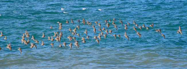 Tournepierres à collier en Bretagne - France