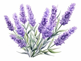 Obraz premium Watercolor lavender flowers, painted with vintage garden flair, stand out against a crisp white background.