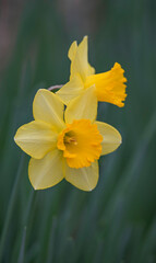 Fototapeta premium yellow daffodils in spring