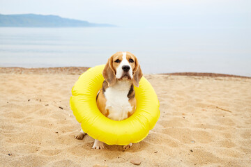 A cute beagle dog in a floating ring sits on a sandy beach. Summer vacation at the sea with pet.