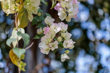 Close-up photo of pink and white bougainvillea flowers in bloom