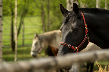 Elegant Black Horse in Red Halter Behind Wooden Fence