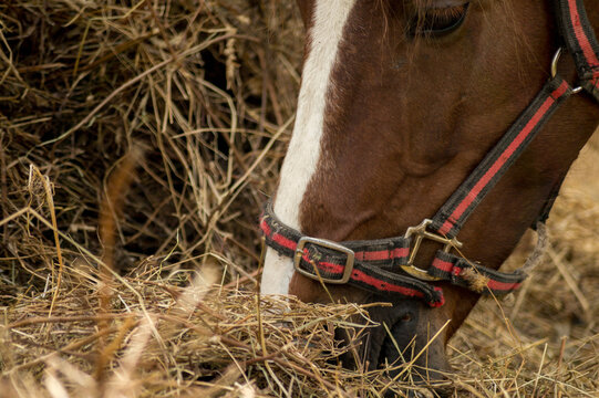 Content Brown Horse with White Blaze Enjoying Fresh Hay