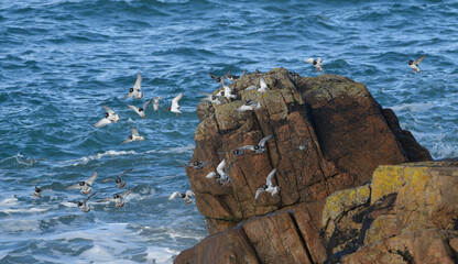 Tournepierres à collier en Bretagne - France