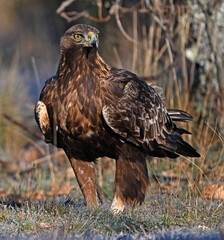 un aguila real en libertad en la montaña