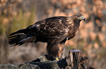 un precioso aguila real en libertad