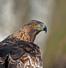 un fuerte aguila real en libertad 