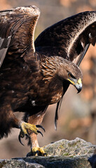 un fuerte aguila real en libertad 