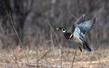 Wood duck in flight, a flurry of wings.