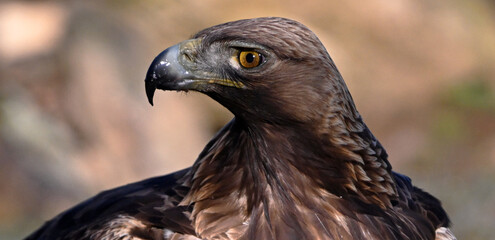 un aguila real en libertad parada en un posadero