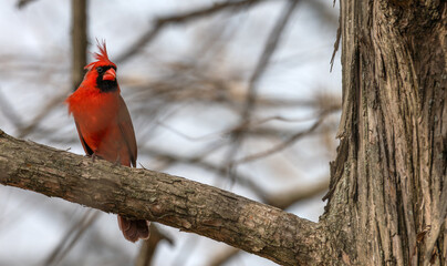 Male northern cardinal perched in a tree.