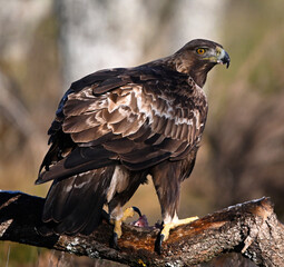 un precioso aguila real en libertad