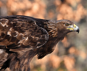 un precioso aguila real en libertad