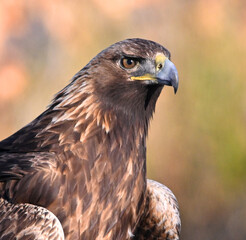 Naklejka premium a powerful golden eagle (aquila chrysaetos) in the mountain on spain