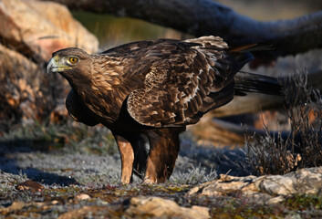un precioso aguila real en libertad