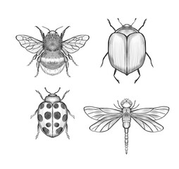 Set of hand drawn insects. Isolated on white background