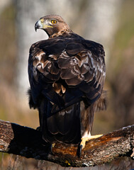 un aguila real en libertad en españa