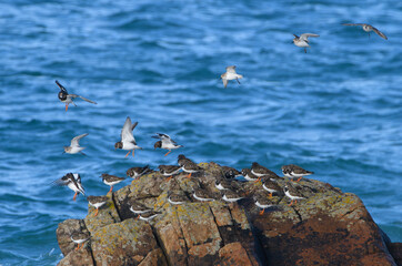 Tournepierres à collier en Bretagne - France