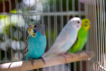 Green, blue, and white, parrots in a cage.
Colorful budgies perch together inside a cage.
Three parakeets sit on a wooden branch.