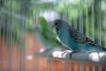 A small parrot sits in its cage. Close-up of blue parakeet in a cage.
