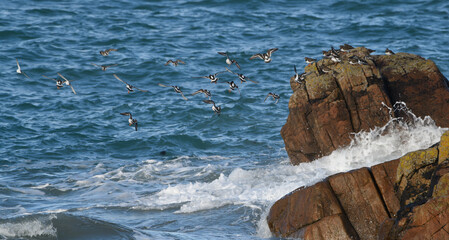 Tournepierres à collier en Bretagne - France