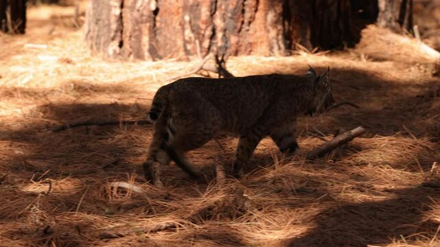 Wild Bobcat in Yosemite National Park in California