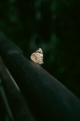 mariposa blanca quieta