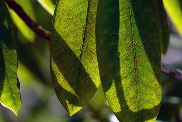 Backlit leaves