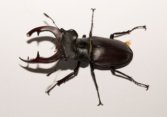 Lucanus cervus is the best-known species of stag beetle (family Lucanidae) in Western Europe....