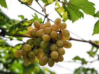 Grapes in the farm garden
