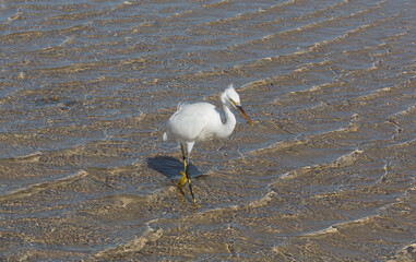 Little egret (Egretta garzetta). The white bird hunts fish in the red Sea.