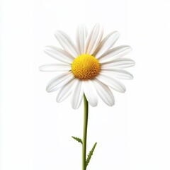 Beautiful single white daisy flower with vibrant yellow center captured on a soft white background for nature lovers