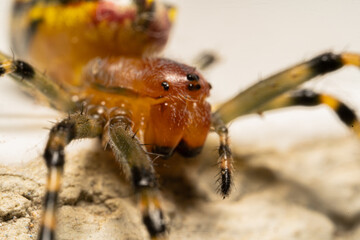 Close up portrait of orange spider, Alpaida veniliae