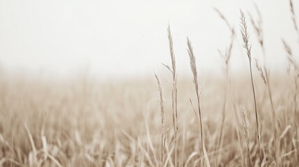 Fototapeta premium Dry Grass Field, Soft Light, Misty Day