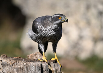 un azor en libertad en el campo