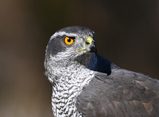 uin bonito azor en libertad en el campo