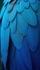 Fototapeta premium Vibrant blue parrot feathers, close-up texture , exotic, iridescent