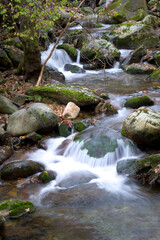River of crystal clear waters running next to stones with moss and vegetation on the shore vertically