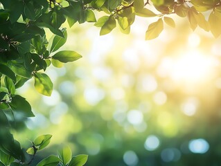 Sunlight through leaves, bokeh background, nature