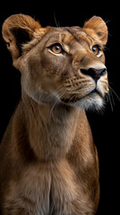 Obraz premium Intense close-up portrait of a lioness.