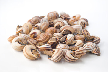Edible snails presented on a clean surface ready for gourmet dishes
