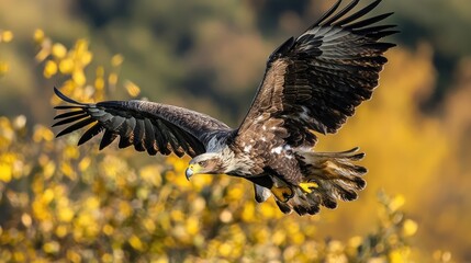 Fototapeta premium Majestic eagle in flight over autumn foliage.