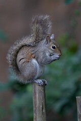 Squirrel on a wooden post in natural habitat.