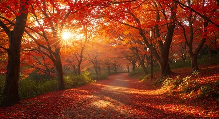 Fototapeta premium Autumn Path with Red Maple Trees and Sunlight Shining Through