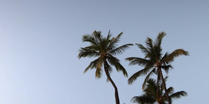 small plane fly around palm trees, anamorphic lens