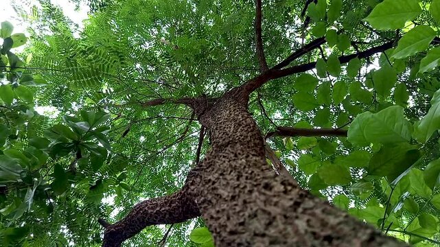 Tamarind tree or Tamarindus indica, has a type of fruit that tastes sour