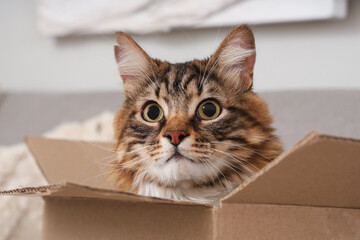 Cute cat sitting in cardboard box at home, closeup