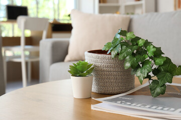 Green plants with magazine on coffee table in living room, closeup