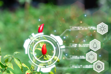 Smart Farm, Chilli peppers or green chilies farm